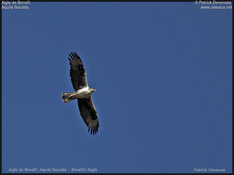 Bonelli's Eagle