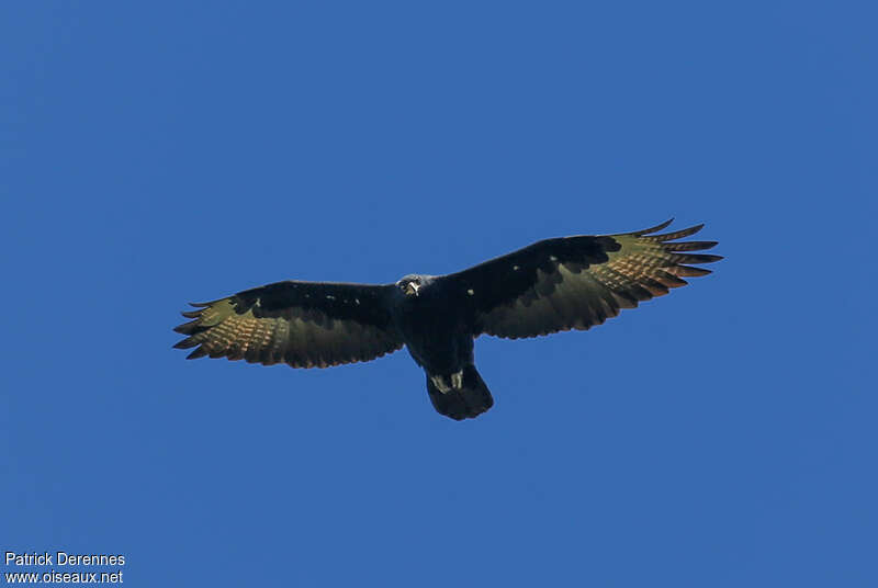 Aigle de Verreauxadulte, Vol