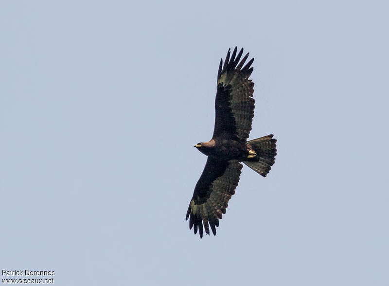 Wahlberg's Eagleadult, aspect, pigmentation, Flight