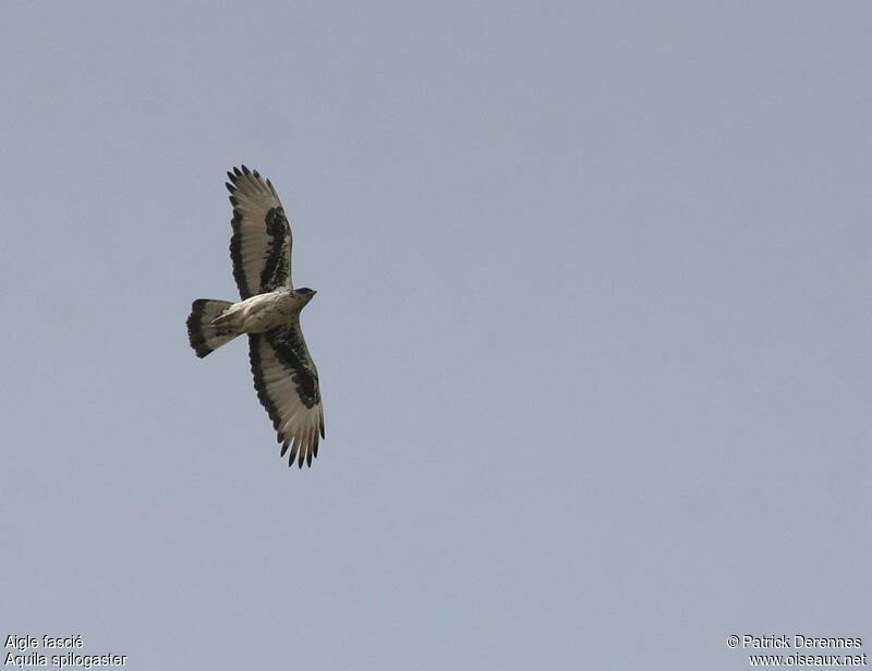 African Hawk-Eagle