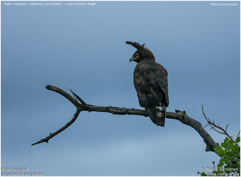 Aigle huppardadulte, identification