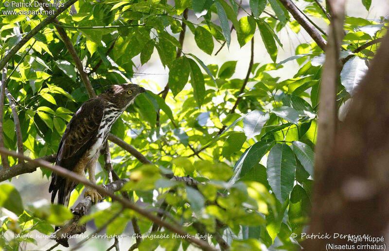 Aigle huppé, identification, habitat