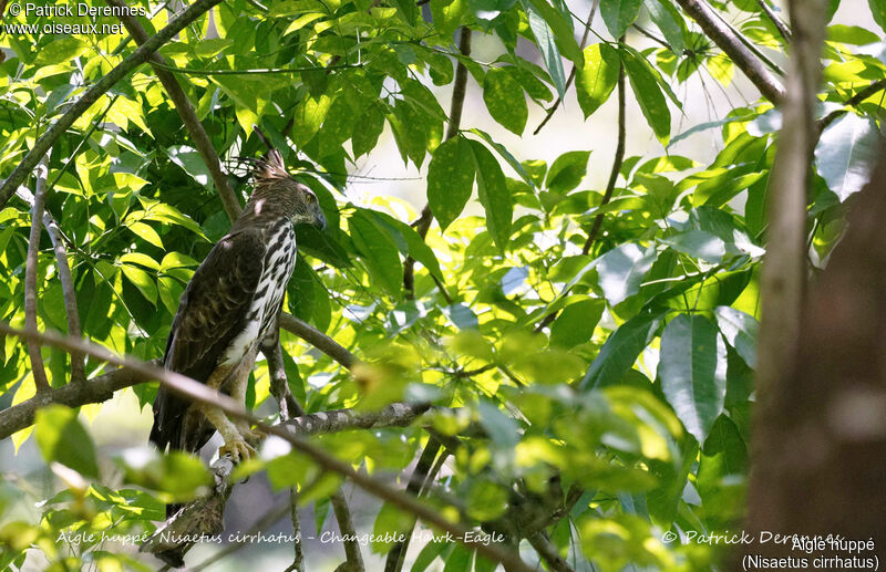 Aigle huppé, identification, habitat