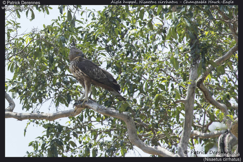 Aigle huppé, identification, habitat