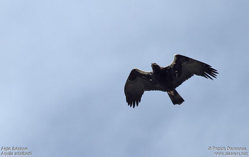 Aigle ibérique, Vol