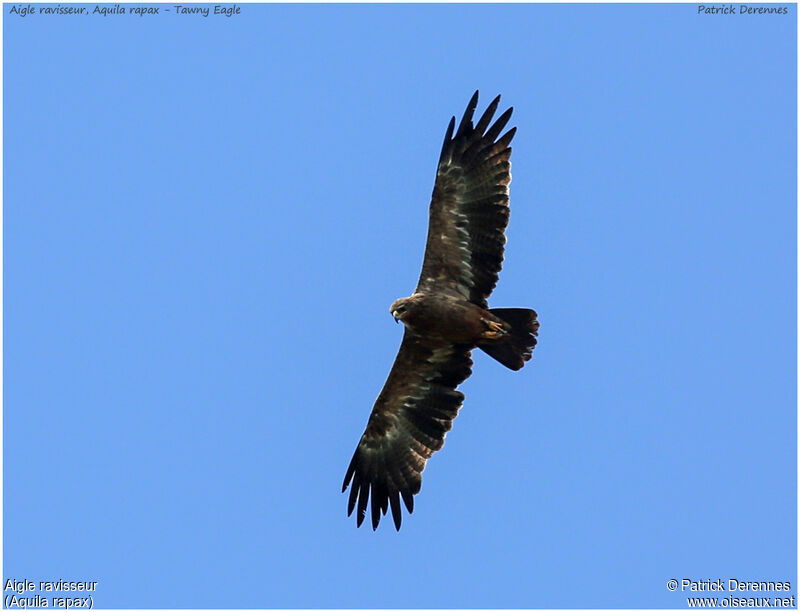 Aigle ravisseur, Vol