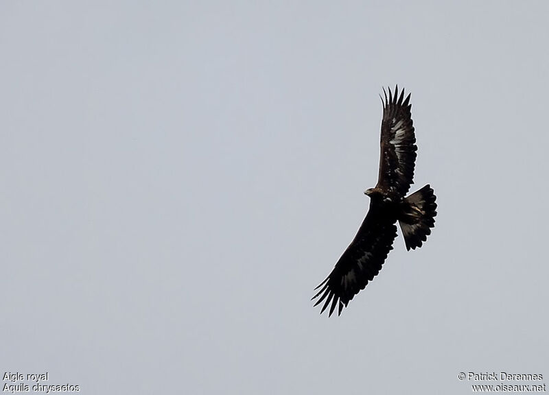 Golden Eaglesubadult, Flight