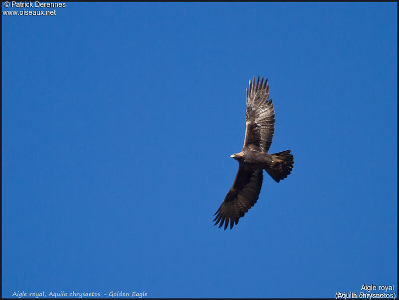 Golden Eagle, Flight