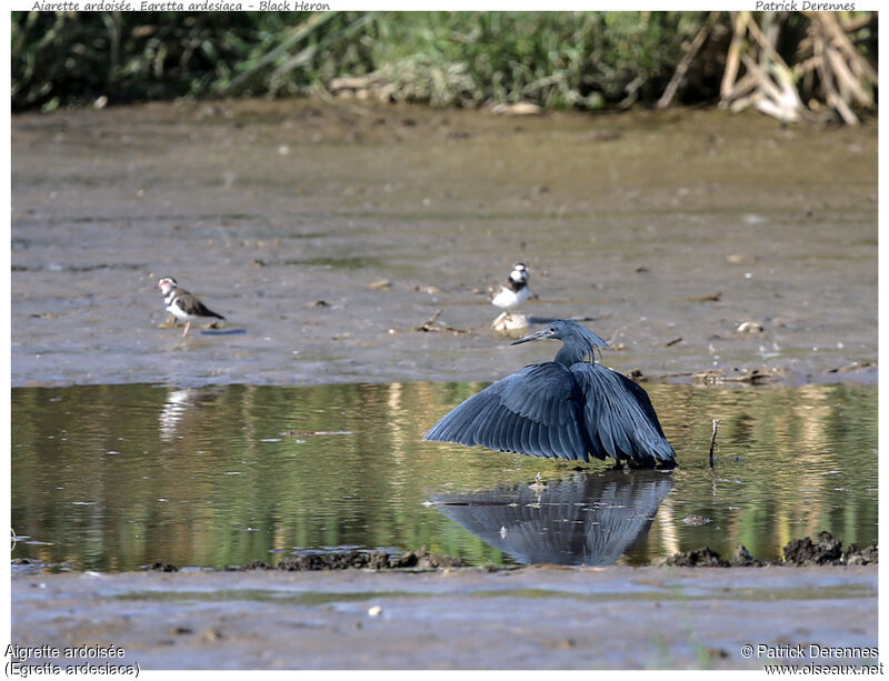 Aigrette ardoiséeadulte, habitat, pêche/chasse