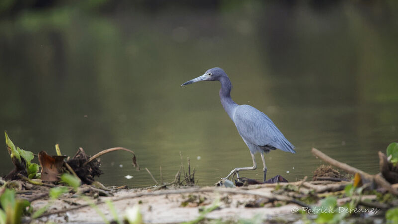 Little Blue Heron, identification, habitat