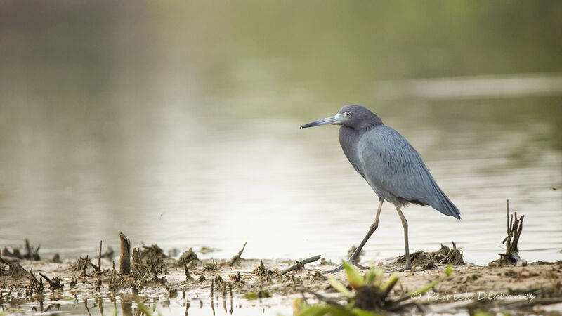 Aigrette bleue, identification, habitat