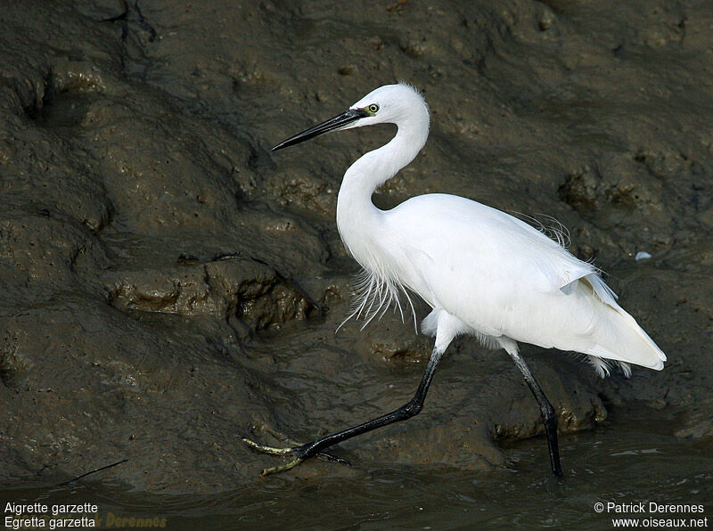 Aigrette garzette