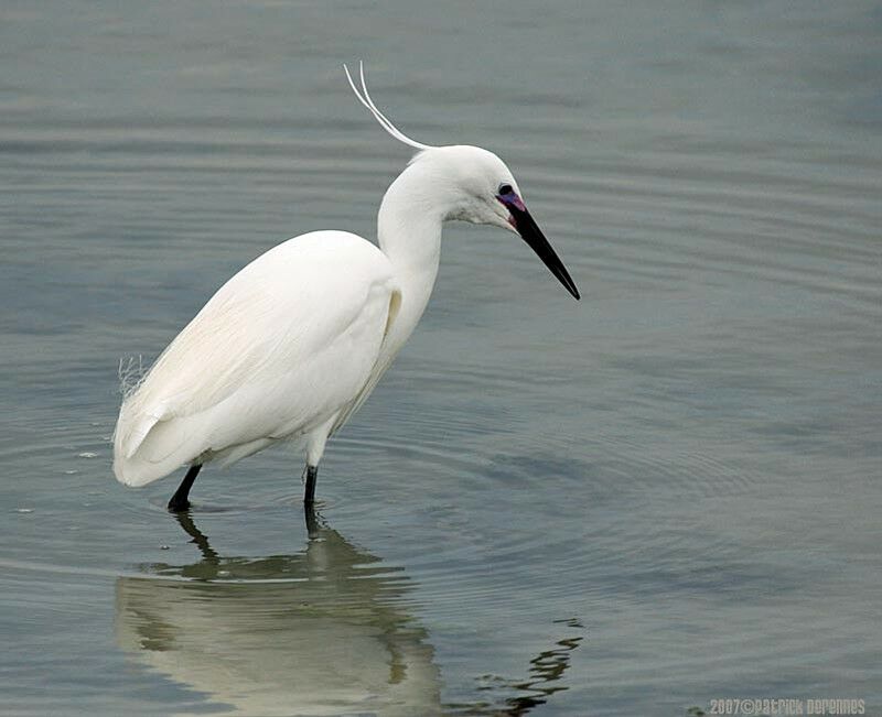 Aigrette garzetteadulte nuptial