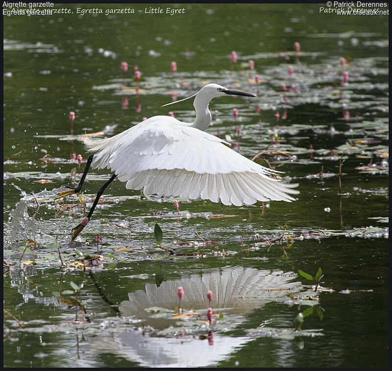 Little Egret, Flight