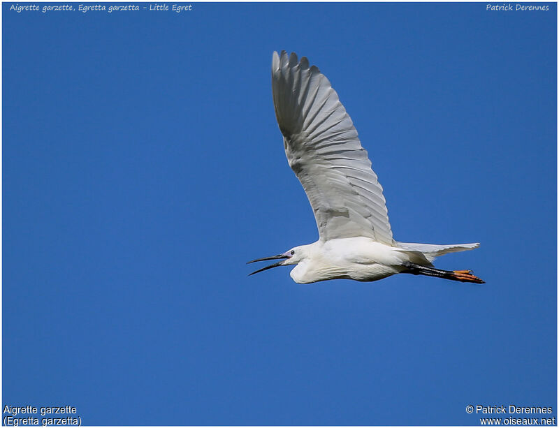 Little Egretadult, Flight