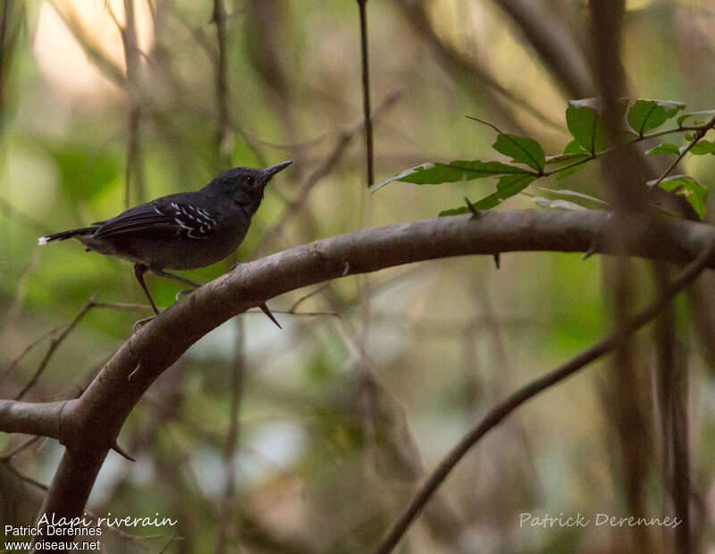 Band-tailed Antbird male adult, habitat