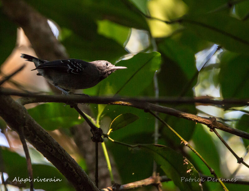 Alapi riverain, identification, habitat