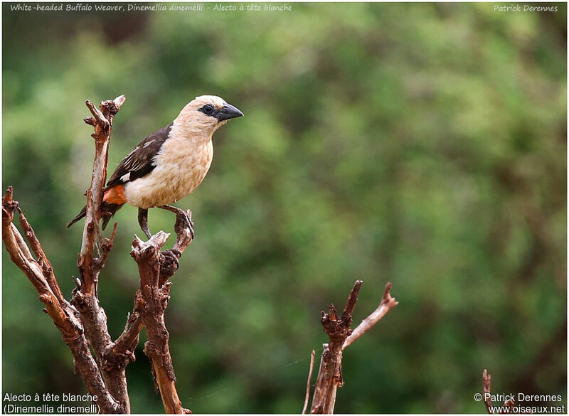 White-headed Buffalo Weaveradult, identification