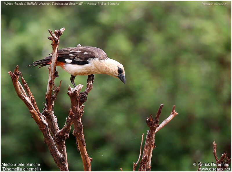 White-headed Buffalo Weaveradult, identification