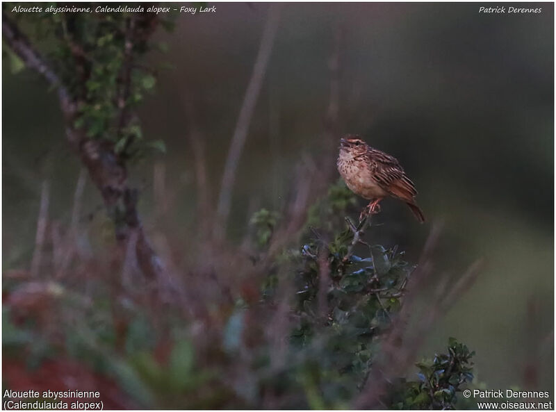 Foxy Lark male adult, identification, song