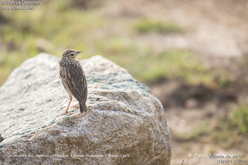 Jerdon's Bush Lark, identification, habitat