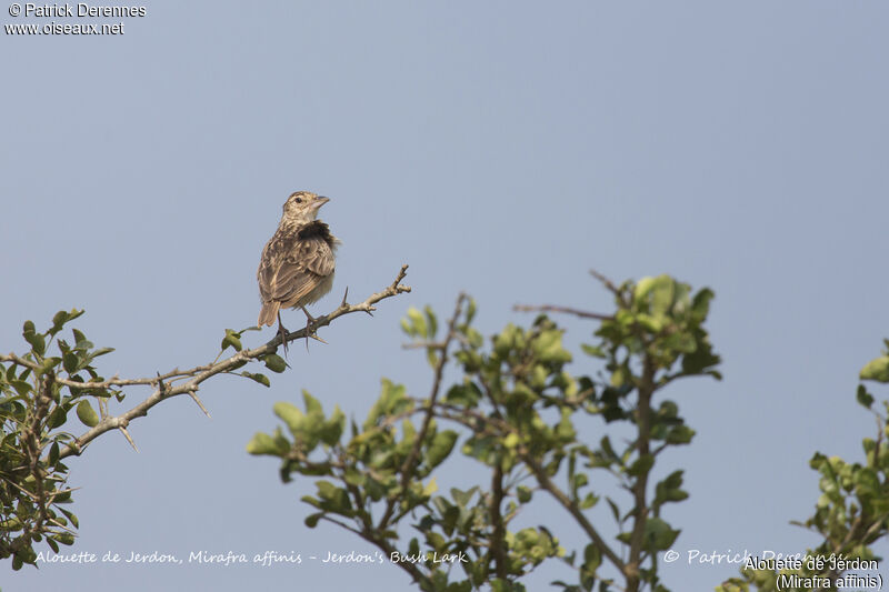 Jerdon's Bush Lark, identification