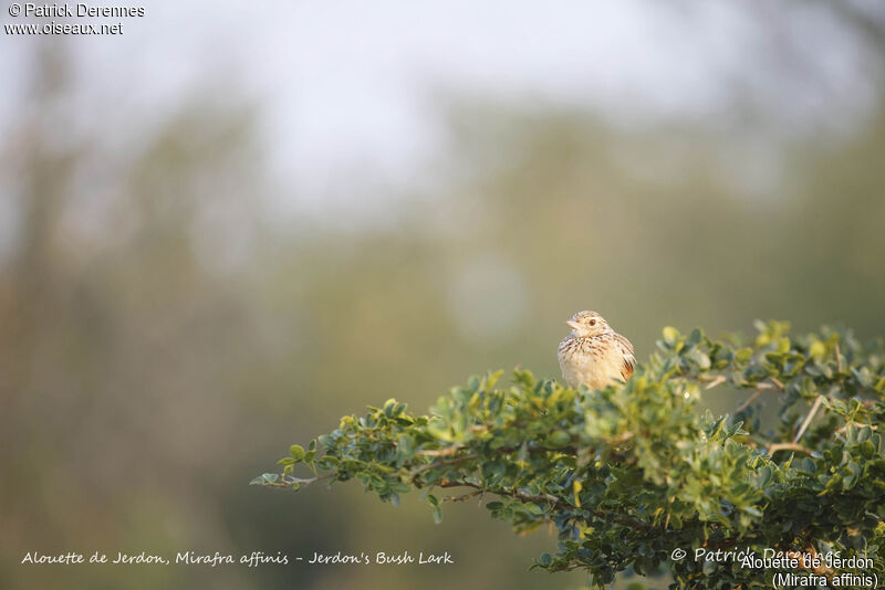 Alouette de Jerdon, identification, habitat