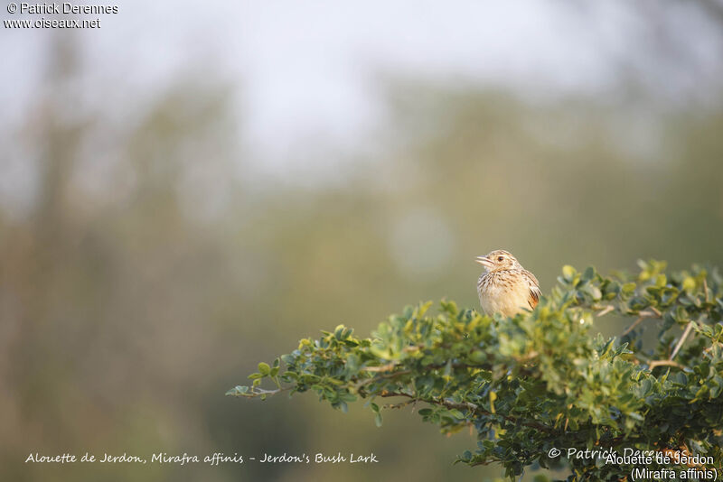 Alouette de Jerdon, identification, habitat, chant