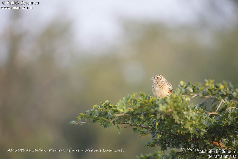 Alouette de Jerdon, identification, habitat, chant