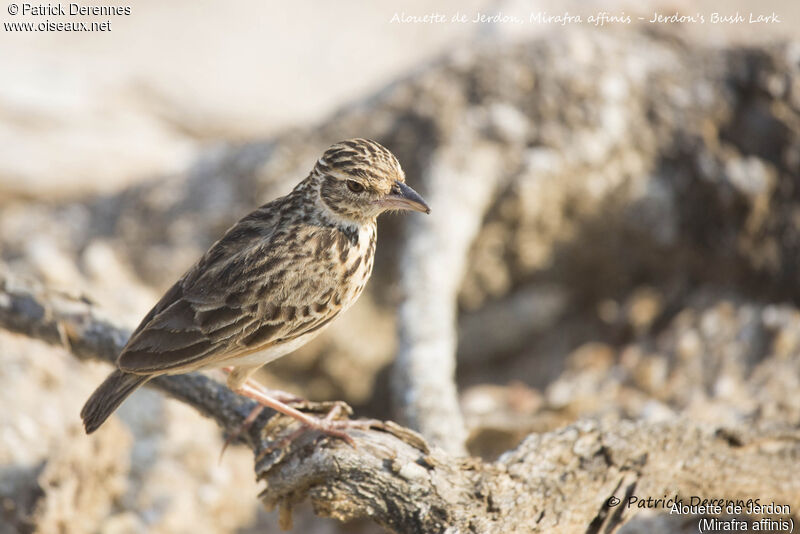 Jerdon's Bush Lark, identification, habitat