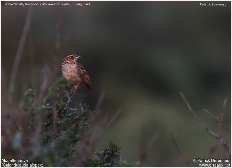 Fawn-colored Larkadult, identification