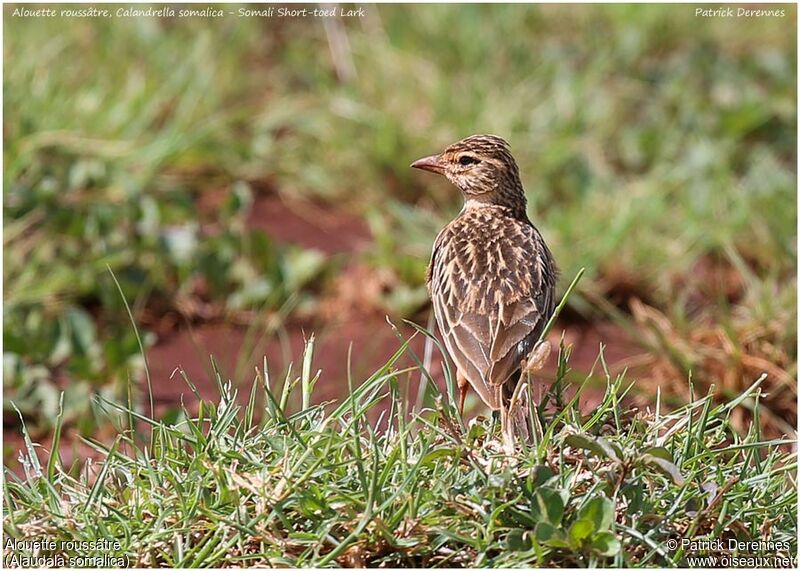 Somali Short-toed Larkadult, identification