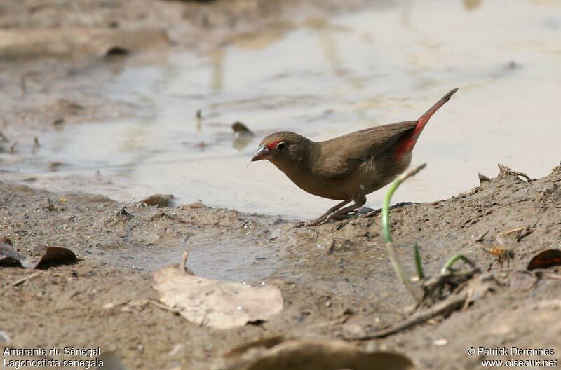 Red-billed Firefinch female