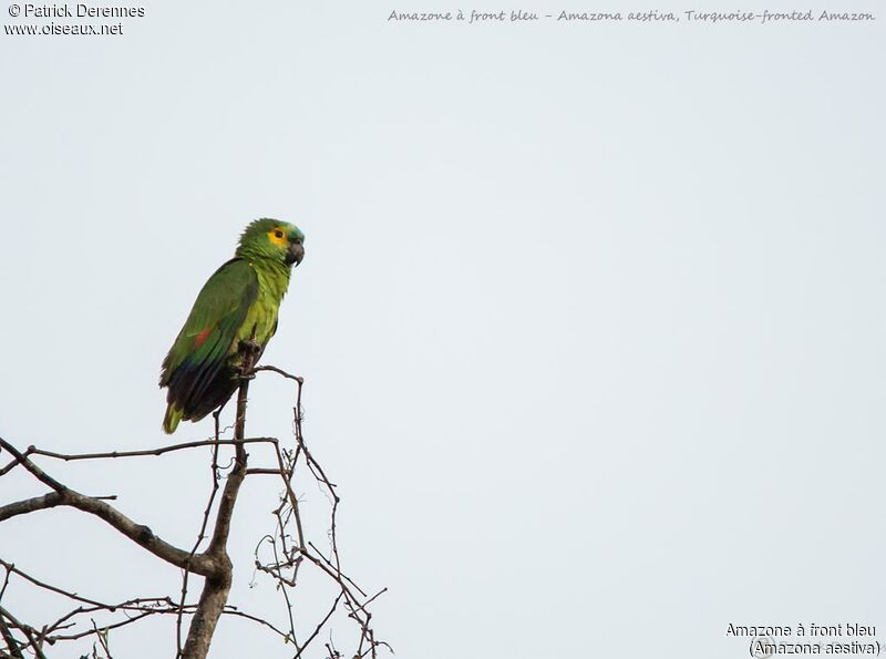 Amazone à front bleu, identification