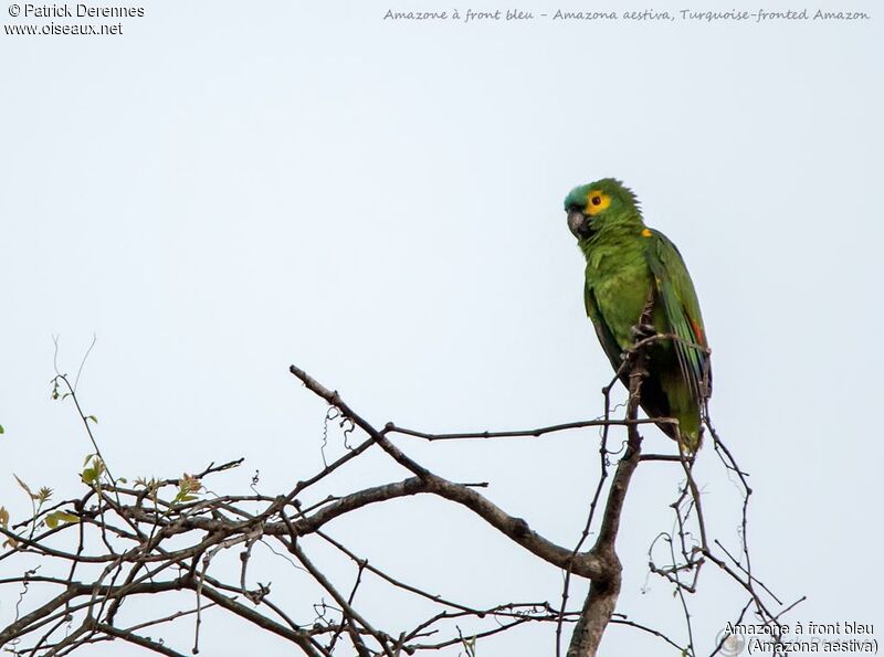 Amazone à front bleu, identification