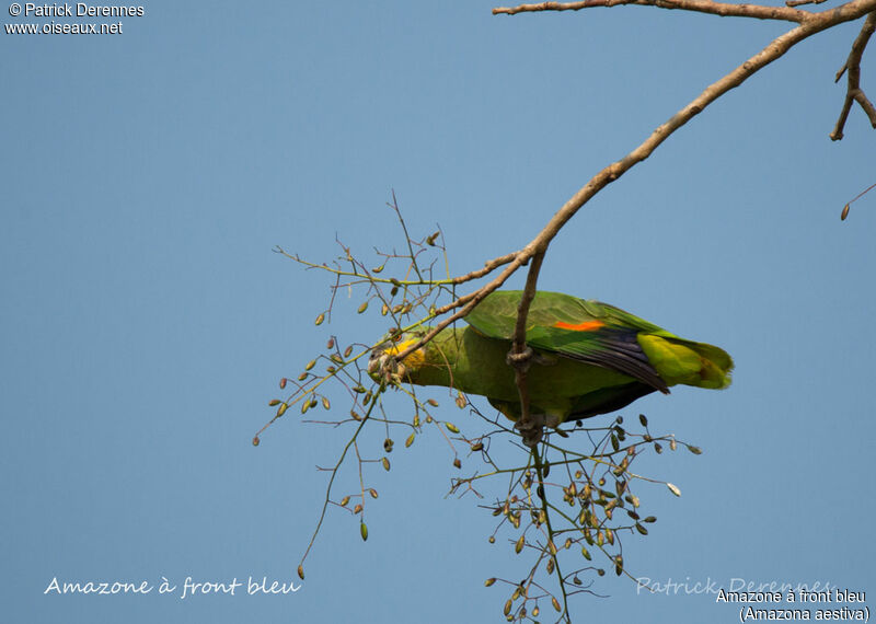 Amazone à front bleu, identification, habitat, régime, mange