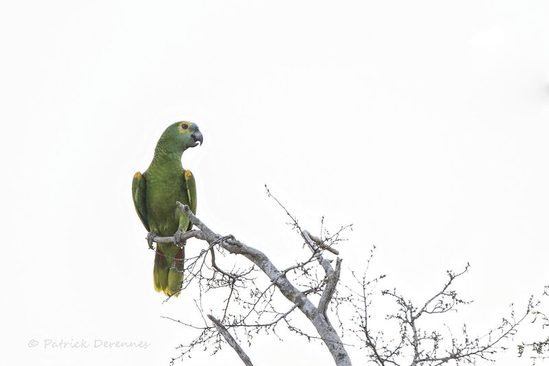 Amazone à front bleu, identification, habitat