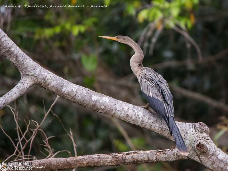 Anhinga d'Amériqueimmature, identification