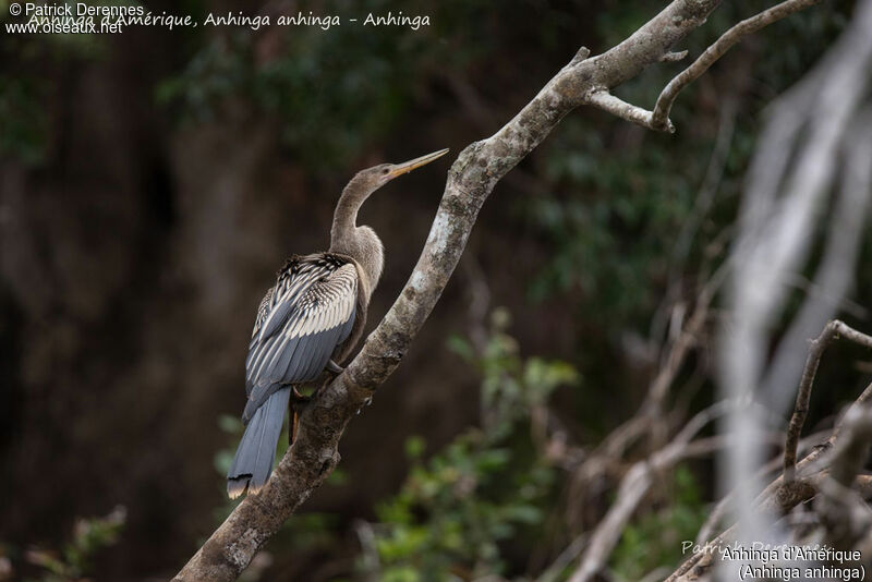 Anhinga d'Amérique, identification, habitat