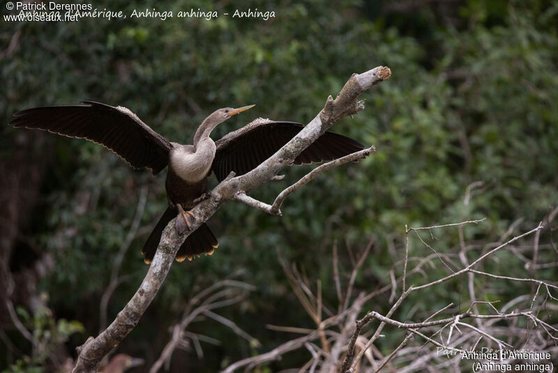 Anhinga d'Amérique, identification, habitat