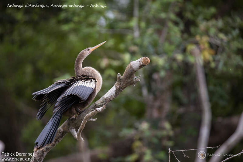 Anhinga d'Amériqueimmature, identification