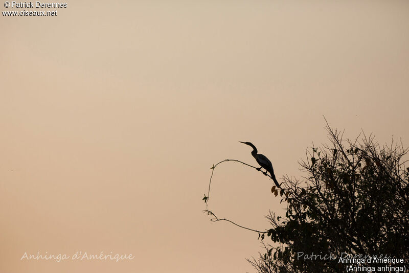 Anhinga, identification, habitat