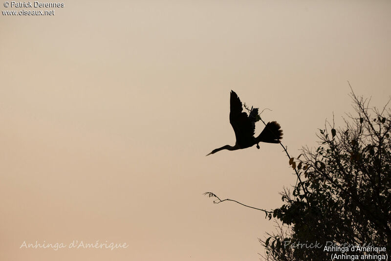 Anhinga d'Amérique, identification, habitat