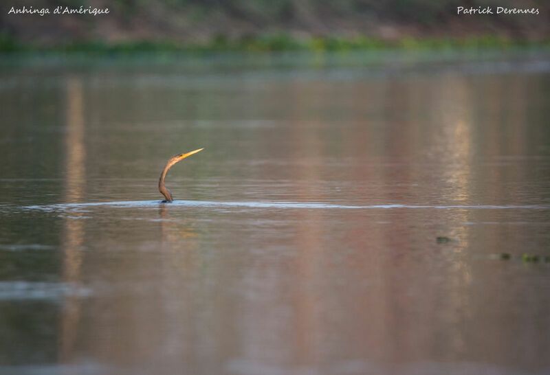 Anhinga d'Amérique, identification, habitat, nage