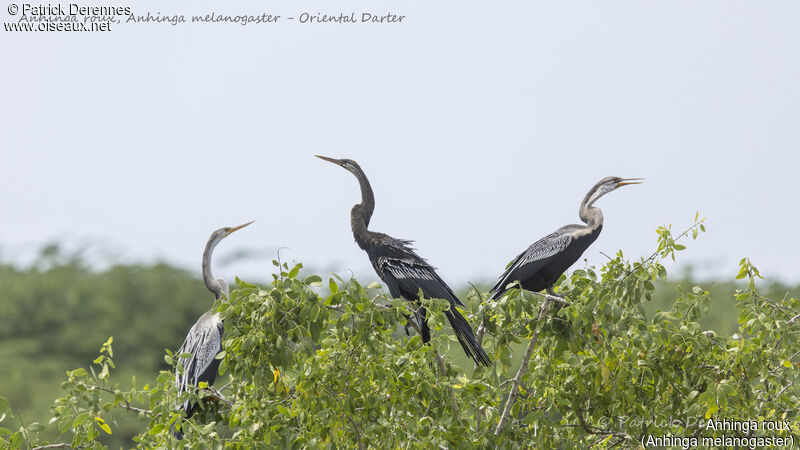 Anhinga roux, identification, habitat