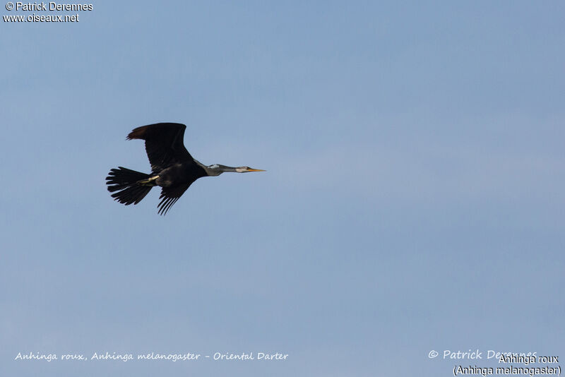 Oriental Darter, Flight