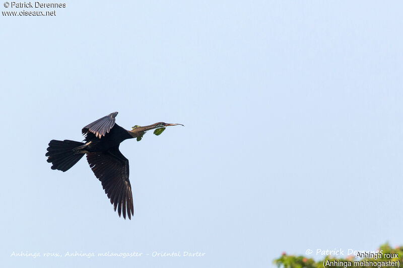 Anhinga roux, identification, Vol, Nidification