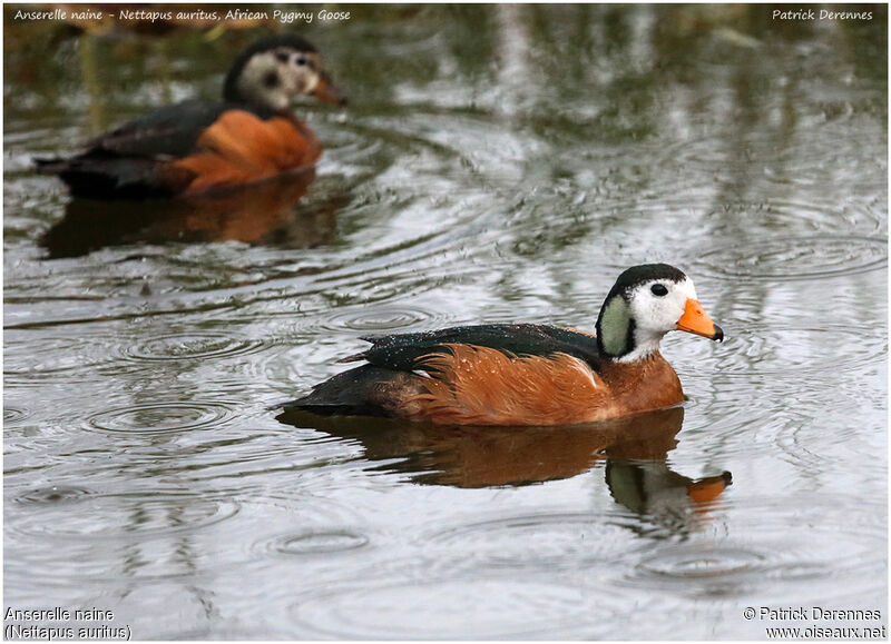 African Pygmy Goose , identification