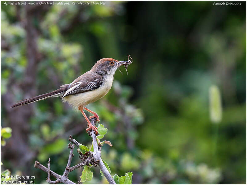 Apalis à front rouxadulte, régime