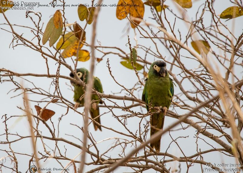 Golden-collared Macaw, identification, habitat